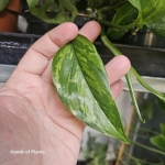 Epipremnum Jungle Star cięta sadzonka.jpg