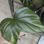 Rhaphidophora pertusa węzeł z oczkiem.png