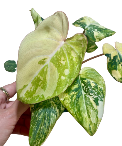 Philodendron Gloriosum Tricolor Variegata  - aktualizacja
