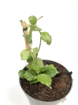 Hoya endauensis podrośnięta sadzonka.jpg