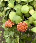 Hoya endauensis kwiaty.jpg