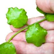 Hoya linearis (1)