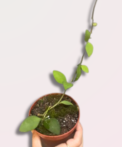 Hoya nummularioides