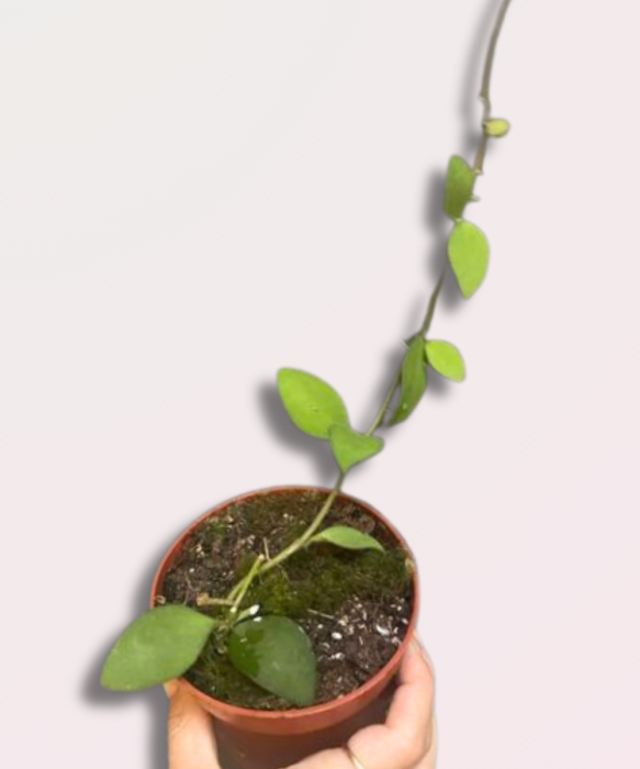 Hoya nummularioides ukorzeniona sadzonka