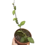 Hoya nummularoides sadzonka
