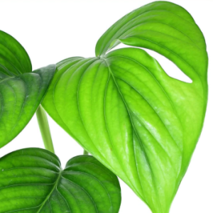 Monstera aureopinnata - cięty węzeł