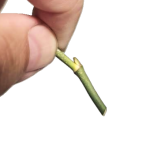 Monstera aureopinnata aktywny stożek.PNG