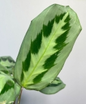 Cięty węzeł maranta cristata Intense.jpg