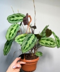 Liście maranta cristata Intense.jpg