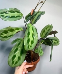 Dorosła maranta cristata Intense.jpg