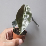 Alocasia suhirmaniana Red Petiole w doniczce 6cm.jpg