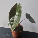 Oferowane Alocasie suhirmaniana Red Petiole.jpg
