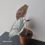 Alocasia suhirmaniana Red Petiole jedna z sadzonek.jpg