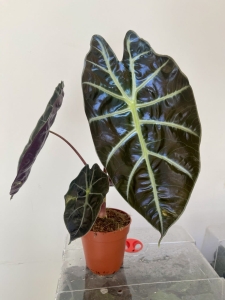 Alocasia suhirmaniana Red Petiole