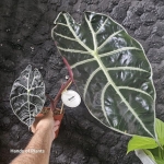 Dorosła roślina Alocasia suhirmaniana Red Petiole.jpg