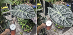 Alocasia suhirmaniana Red Petiole dorosłe rośliny.png