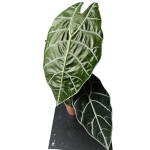 Piękna Alocasia Watsoniana Big Form.JPG