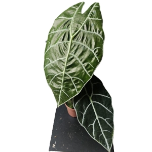 Alocasia Watsoniana Big Form