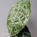 Liść Alocasia Watsoniana Big Form.jpg