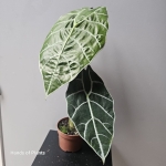 Alocasia Watsoniana Big Form jedna z roślin.jpg
