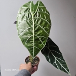 Alocasia Watsoniana Big Form liść.jpg