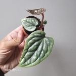 Zbliżenie na oferowane Anthurium