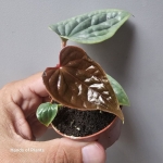 Młody liść Anthurium luxurians