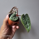 Anthurium luxurians w doniczce 6cm