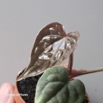 Nowy liść Anthurium luxurians