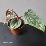 Jedna z oferowanych Anthurium luxurians