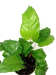 Goeppertia (Calathea) musaica "Network"