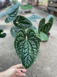 Większe sadzonki anthurium luxurians