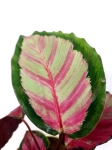 Calathea roseopicta Silvia