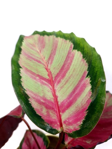 Calathea roseopicta Silvia