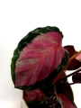 Calathea roseopicta Silvia