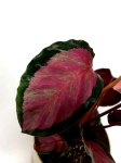Calathea roseopicta Silvia