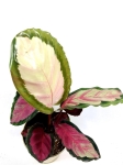 Calathea roseopicta Silvia