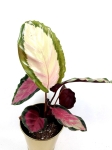 Calathea roseopicta Silvia