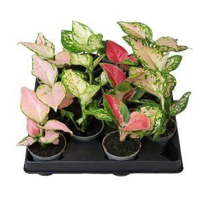 Preorder - Aglaonema araceae