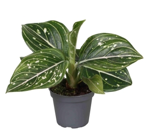 Preorder - Aglaonema araceae