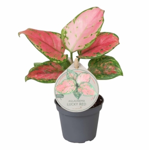 Preorder - Aglaonema araceae