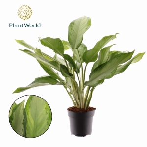 Preorder - Aglaonema Cleopatra
