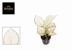 Preorder - Aglaonema commutatum