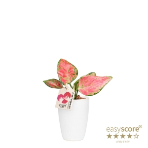 Preorder - AGLAONEMA COMMUTATUM