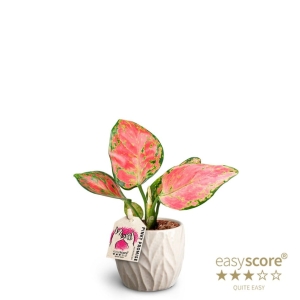Preorder - AGLAONEMA COMMUTATUM