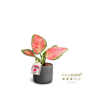 Preorder - AGLAONEMA COMMUTATUM