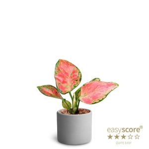 Preorder - AGLAONEMA COMMUTATUM