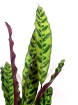 Calathea lancifolia L
