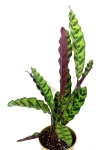 Calathea lancifolia L