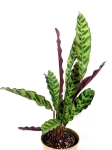 Calathea lancifolia L